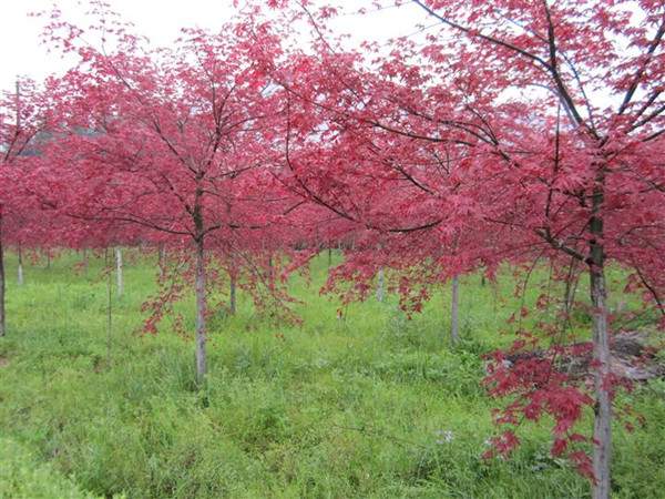 <a href='http://njszjj.com/linmuzhongzi/1726.html' target='_blank'>日本紅楓</a>--長景園林