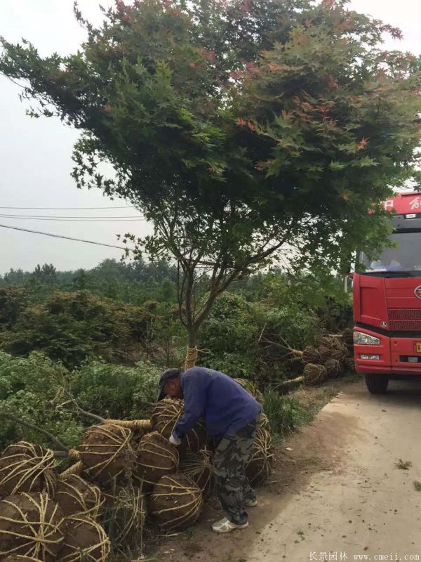 <a href='http://njszjj.com/linmuzhongzi/1711.html' target='_blank'>雞爪槭</a>圖片基地實拍