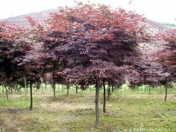 <a href='http://njszjj.com/linmuzhongzi/1706.html' target='_blank'>紅楓</a>圖片基地實拍