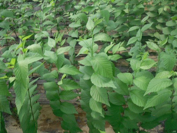 <a href='http://njszjj.com/linmuzhongzi/1836.html' target='_blank'>白榆種子</a>發(fā)芽出苗圖片