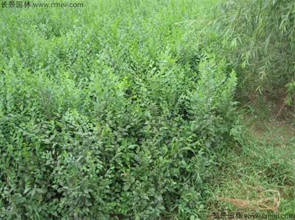 <a href='http://njszjj.com/linmuzhongzi/1836.html' target='_blank'>白榆種子</a>發(fā)芽出苗圖片