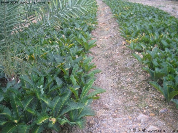 <a href='http://njszjj.com/linmuzhongzi/1717.html' target='_blank'>鐵樹種子</a>發(fā)芽出苗圖片