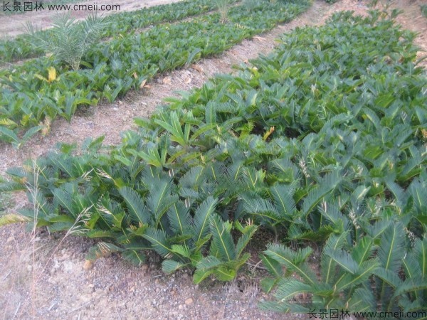鐵樹<a href='http://njszjj.com/' target='_blank'>種子</a>發(fā)芽出苗圖片