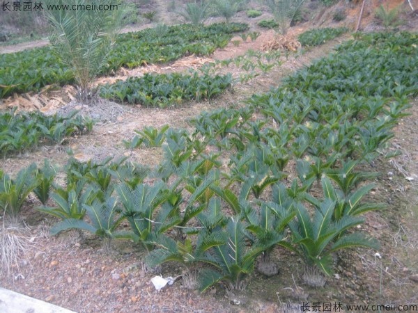 <a href='http://njszjj.com/linmuzhongzi/1717.html' target='_blank'>鐵樹種子</a>發(fā)芽出苗圖片