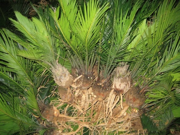 鐵樹<a href='http://njszjj.com/' target='_blank'>種子</a>發(fā)芽出苗圖片