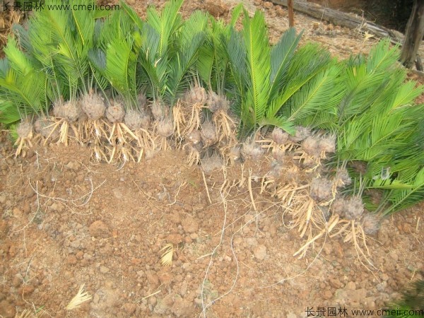 <a href='http://njszjj.com/linmuzhongzi/1717.html' target='_blank'>鐵樹種子</a>發(fā)芽出苗圖片