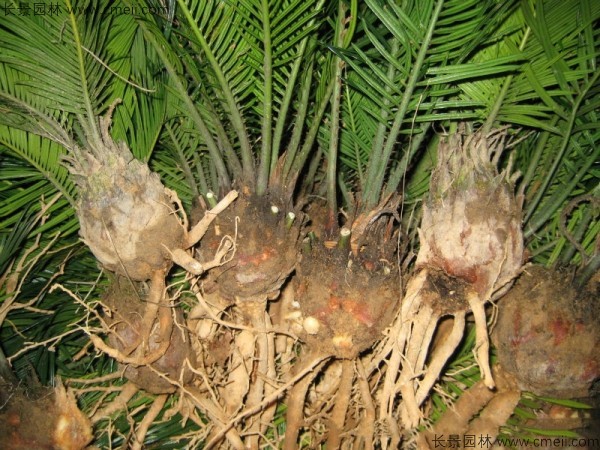 鐵樹<a href='http://njszjj.com/' target='_blank'>種子</a>發(fā)芽出苗圖片