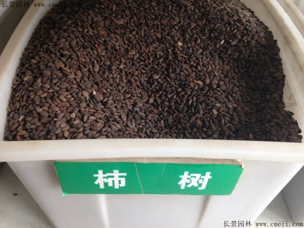 <a href='http://njszjj.com/guoshuzhongzi/1878.html' target='_blank'>柿樹(shù)種子</a>圖片