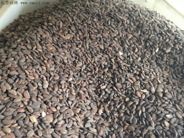 <a href='http://njszjj.com/guoshuzhongzi/1878.html' target='_blank'>柿樹(shù)種子</a>圖片