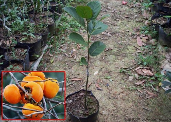 <a href='http://njszjj.com/guoshuzhongzi/1878.html' target='_blank'>柿樹(shù)</a>種子發(fā)芽出苗圖片
