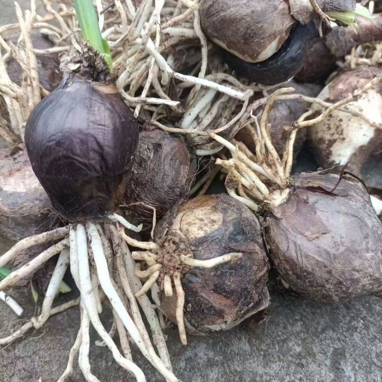 <a href='http://njszjj.com/caohuazhongzi/1623.html' target='_blank'>石蒜種球</a>種根種苗