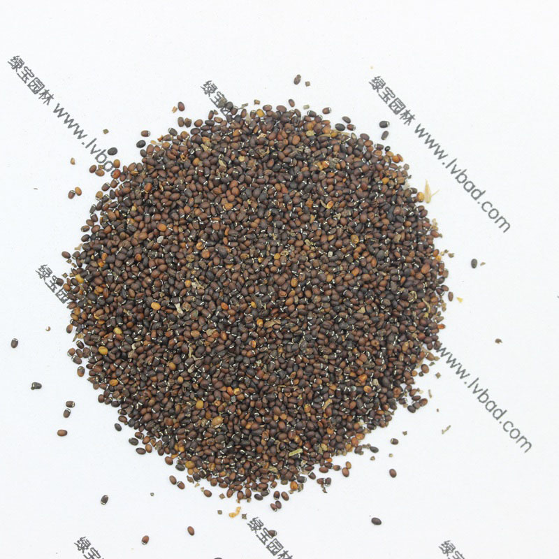<a href='http://njszjj.com/caohuazhongzi/1023.html' target='_blank'>薄荷</a><a href='http://njszjj.com/' target='_blank'>種子</a>
