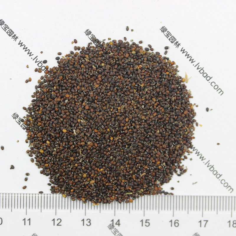 薄荷<a href='http://njszjj.com/' target='_blank'>種子</a>