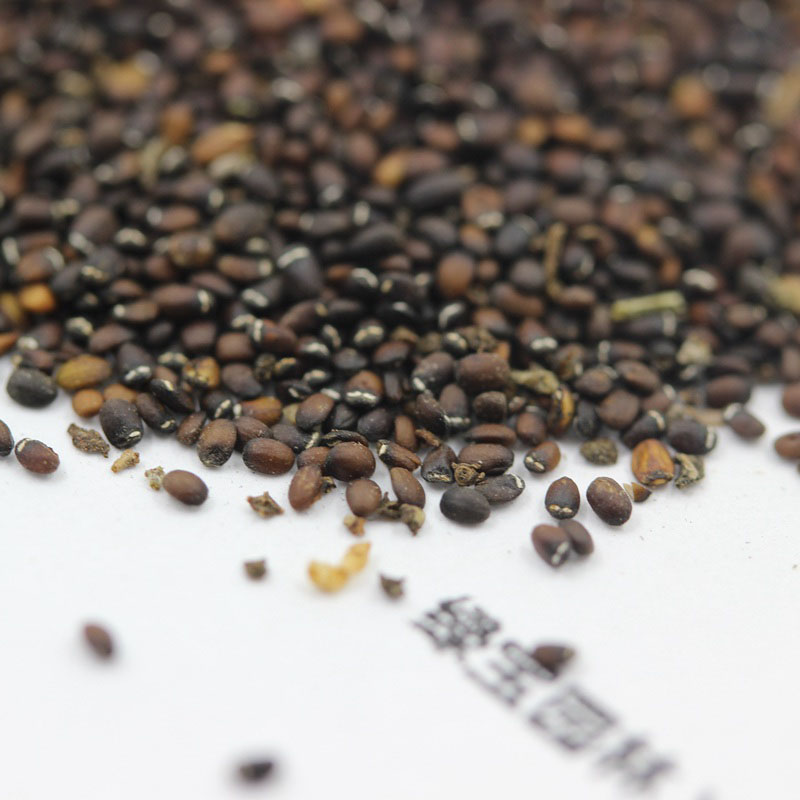 <a href='http://njszjj.com/caohuazhongzi/1023.html' target='_blank'>薄荷種子</a>