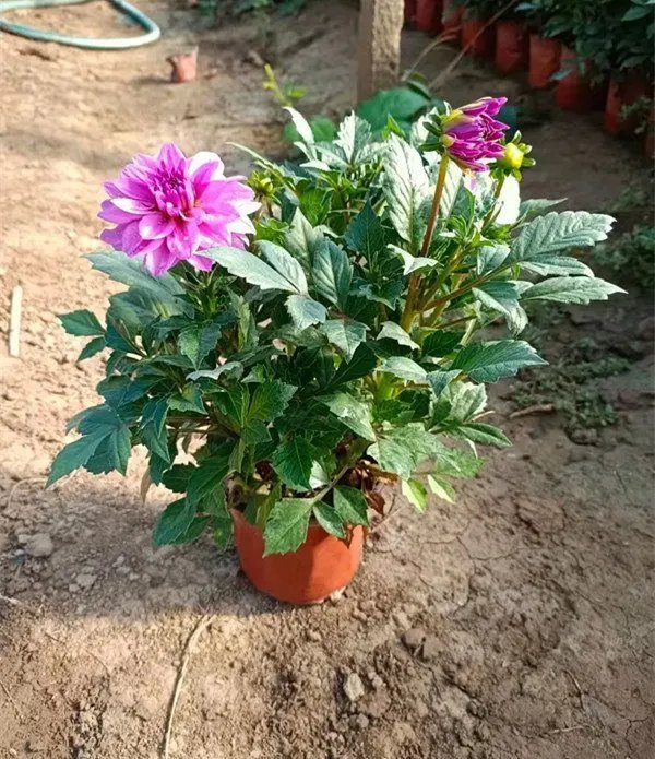 <a href='http://njszjj.com/caohuazhongzi/1038.html' target='_blank'>大麗花</a>杯苗容器苗