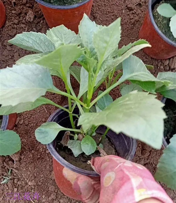 <a href='http://njszjj.com/caohuazhongzi/1038.html' target='_blank'>大麗花</a>杯苗容器苗