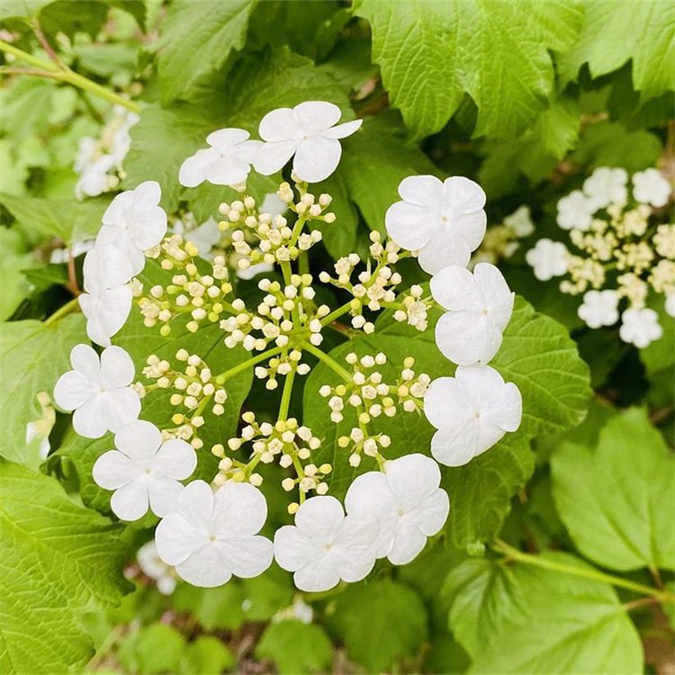 地中海<a href='http://njszjj.com/linmuzhongzi/2225.html' target='_blank'>莢蒾</a>容器苗