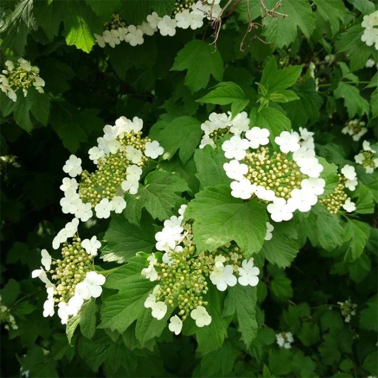 地中海<a href='http://njszjj.com/linmuzhongzi/2225.html' target='_blank'>莢蒾</a>容器苗