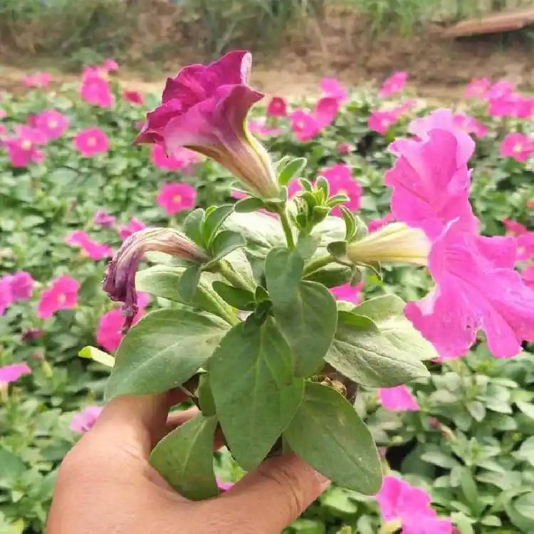粉色牽?；ū缛萜髅?/></p><p style=