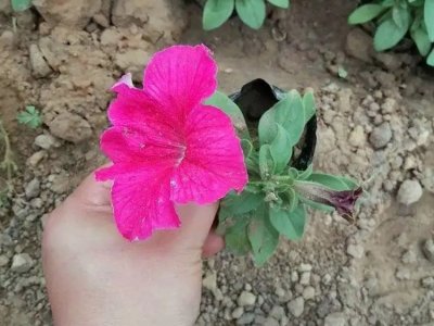 粉色牽?；? />
								
								</a>
						</div>
                        <div   id=