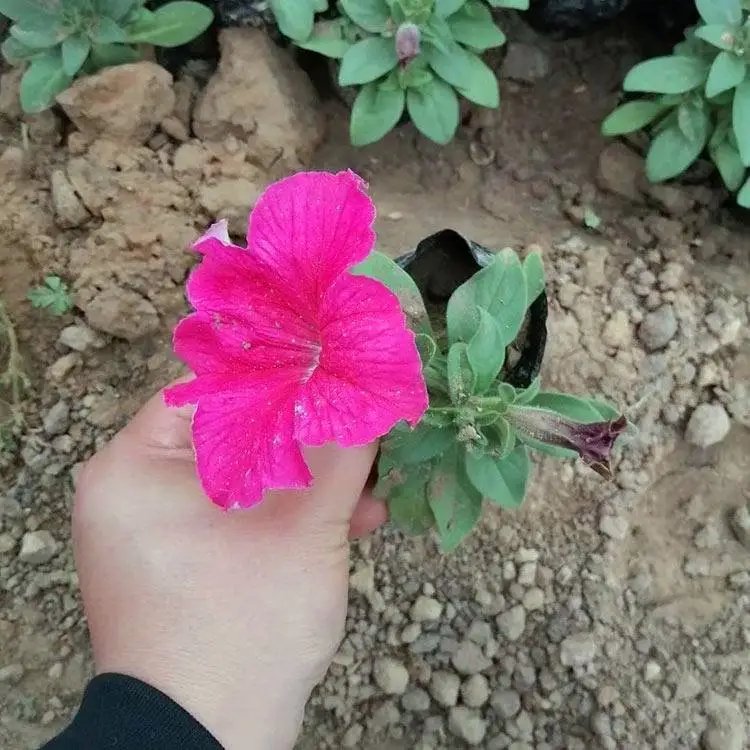 粉色<a href='http://njszjj.com/caohuazhongzi/1613.html' target='_blank'>牽?；?/a>杯苗容器苗