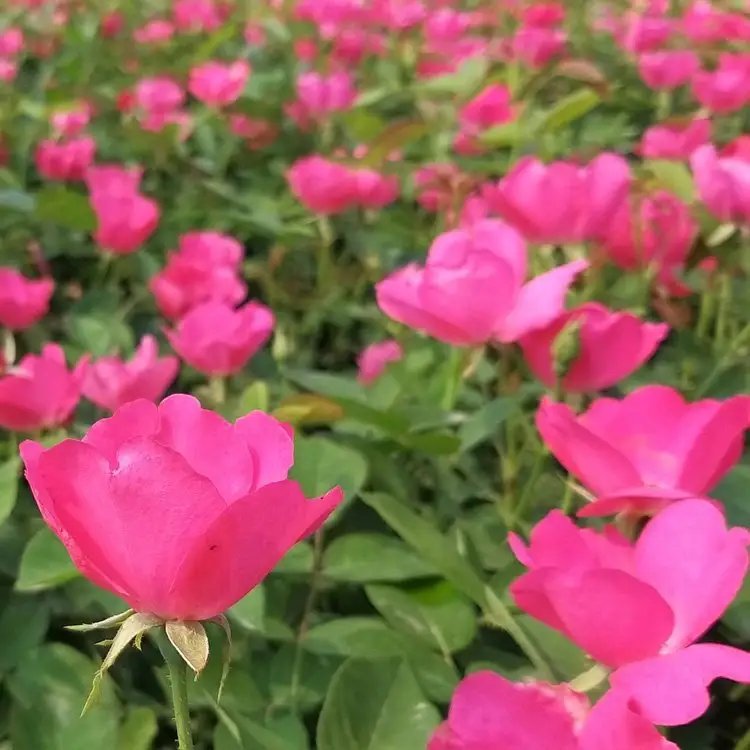 豐花<a href='http://njszjj.com/tengbenpanyuanzhiwu/3570.html' target='_blank'>月季</a>杯苗容器苗