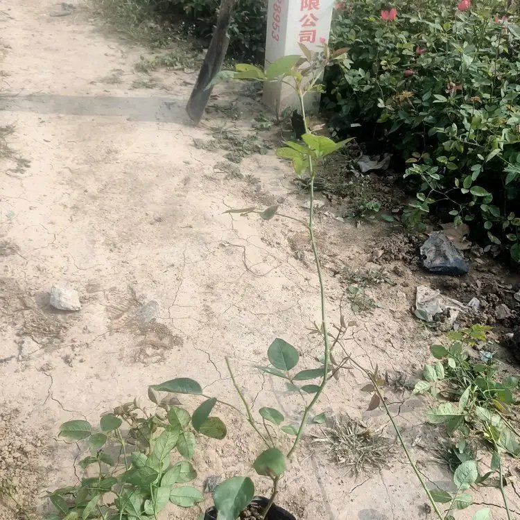 豐花<a href='http://njszjj.com/tengbenpanyuanzhiwu/3570.html' target='_blank'>月季</a>杯苗容器苗