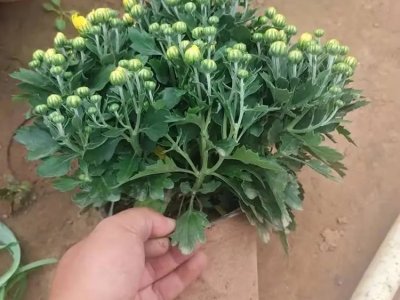 國(guó)慶菊