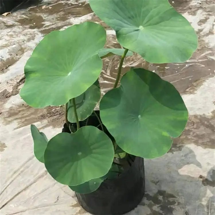 <a href='http://njszjj.com/caohuazhongzi/1059.html' target='_blank'>荷花</a>杯苗容器苗