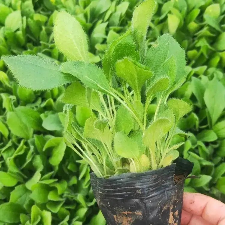 <a href='http://njszjj.com/caohuazhongzi/1060.html' target='_blank'>黑心菊</a>杯苗容器苗