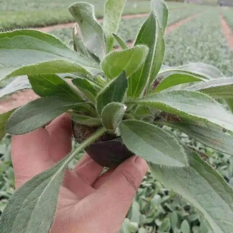 <a href='http://njszjj.com/caohuazhongzi/1060.html' target='_blank'>黑心菊</a>杯苗容器苗