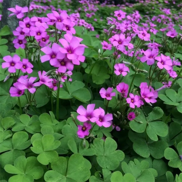 <a href='http://njszjj.com/yaocaizhongzi/2335.html' target='_blank'>紅花</a>酢漿草杯苗容器苗