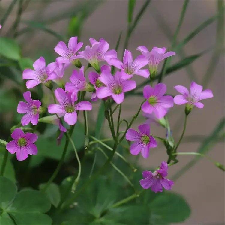 <a href='http://njszjj.com/yaocaizhongzi/2335.html' target='_blank'>紅花</a>酢漿草杯苗容器苗