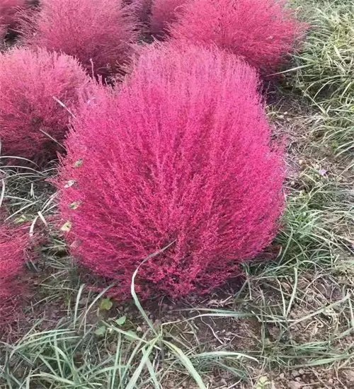 <a href='http://njszjj.com/caohuazhongzi/16600.html' target='_blank'>紅葉地膚</a>草杯苗容器苗