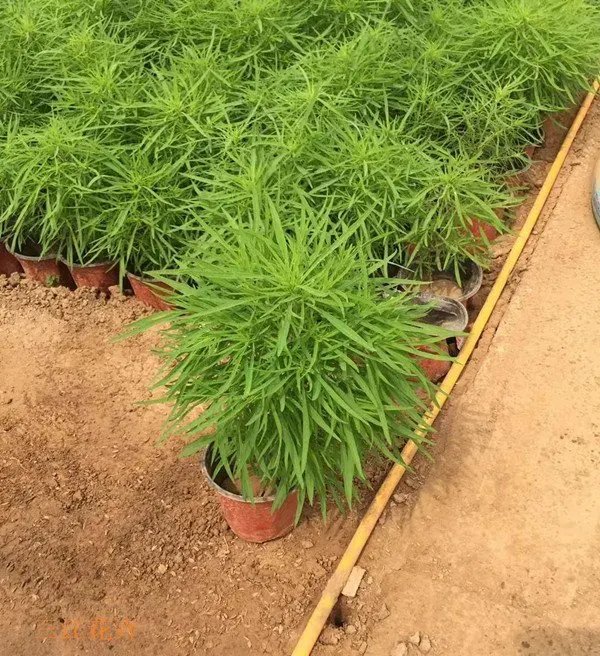 紅葉<a href='http://njszjj.com/caohuazhongzi/1041.html' target='_blank'>地膚</a>草杯苗容器苗