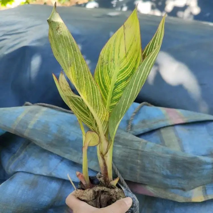 花葉<a href='http://njszjj.com/caohuazhongzi/1601.html' target='_blank'>美人蕉</a>杯苗容器苗