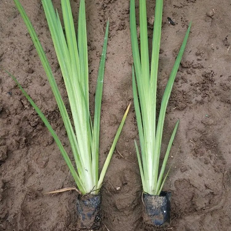 黃<a href='http://njszjj.com/caohuazhongzi/1029.html' target='_blank'>菖蒲</a>杯苗容器苗