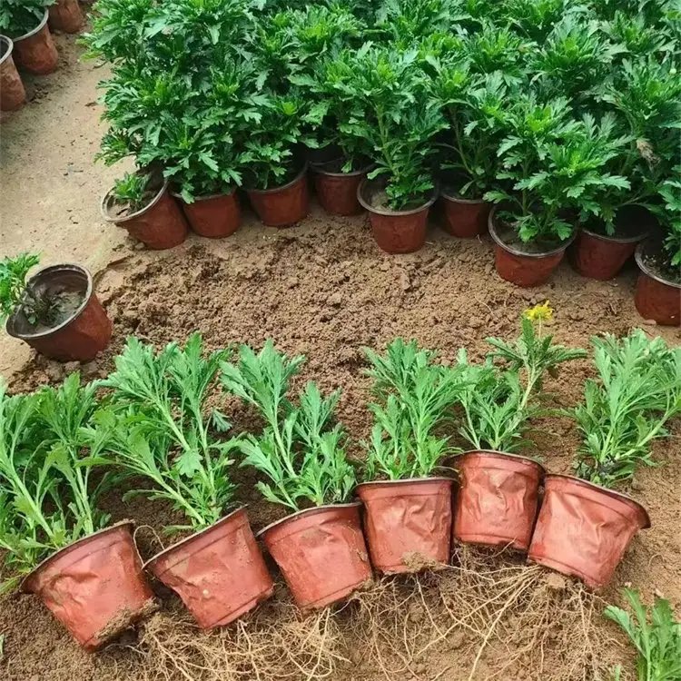 <a href='http://njszjj.com/caohuazhongzi/1070.html' target='_blank'>黃金菊</a>杯苗容器苗