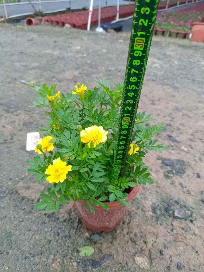 黃色<a href='http://njszjj.com/caohuazhongzi/1575.html' target='_blank'>孔雀草</a>杯苗容器苗