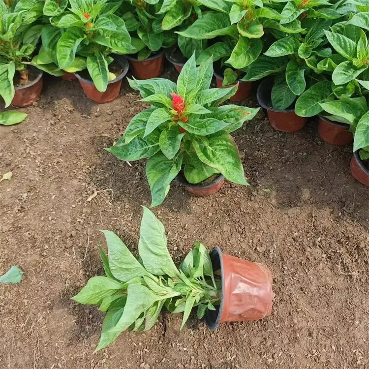 <a href='http://njszjj.com/caohuazhongzi/1076.html' target='_blank'>雞冠花</a>杯苗容器苗