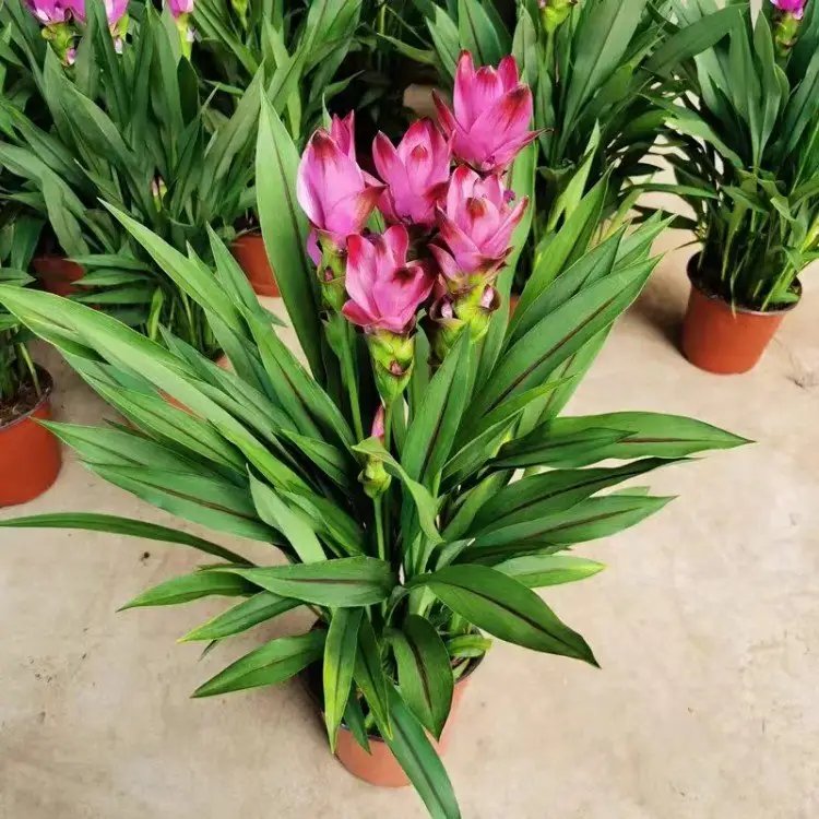 姜<a href='http://njszjj.com/caohuazhongzi/1059.html' target='_blank'>荷花</a>杯苗容器苗