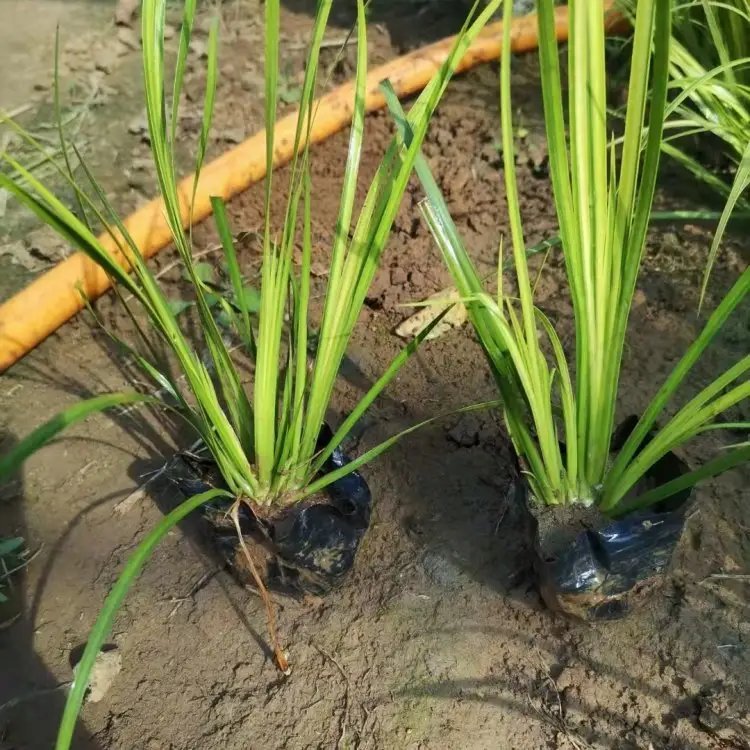 金葉石<a href='http://njszjj.com/caohuazhongzi/1029.html' target='_blank'>菖蒲</a>杯苗容器苗