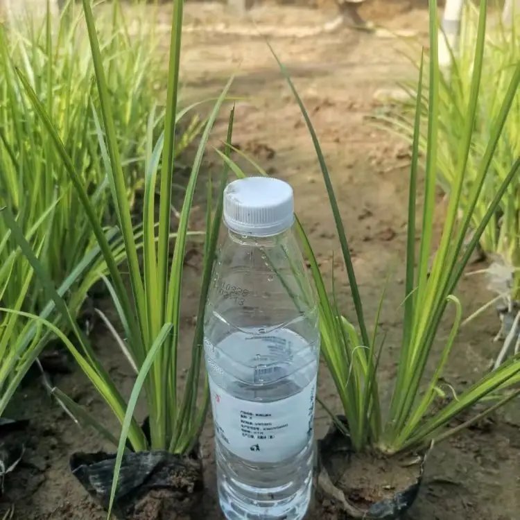 金葉石<a href='http://njszjj.com/caohuazhongzi/1029.html' target='_blank'>菖蒲</a>杯苗容器苗