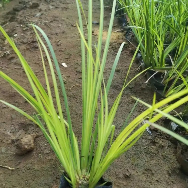 金葉<a href='http://njszjj.com/shuishengshuicao/3438.html' target='_blank'>石菖蒲</a>杯苗容器苗