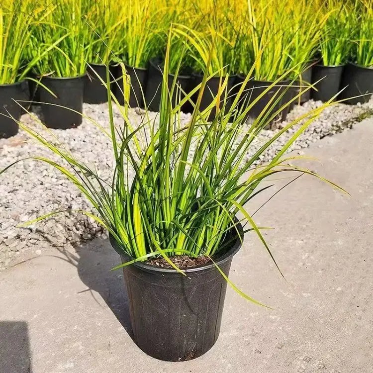 金葉<a href='http://njszjj.com/shuishengshuicao/3438.html' target='_blank'>石菖蒲</a>杯苗容器苗