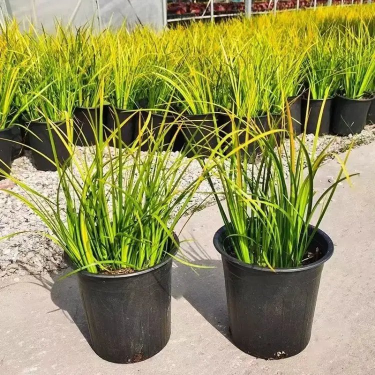 金葉石<a href='http://njszjj.com/caohuazhongzi/1029.html' target='_blank'>菖蒲</a>杯苗容器苗