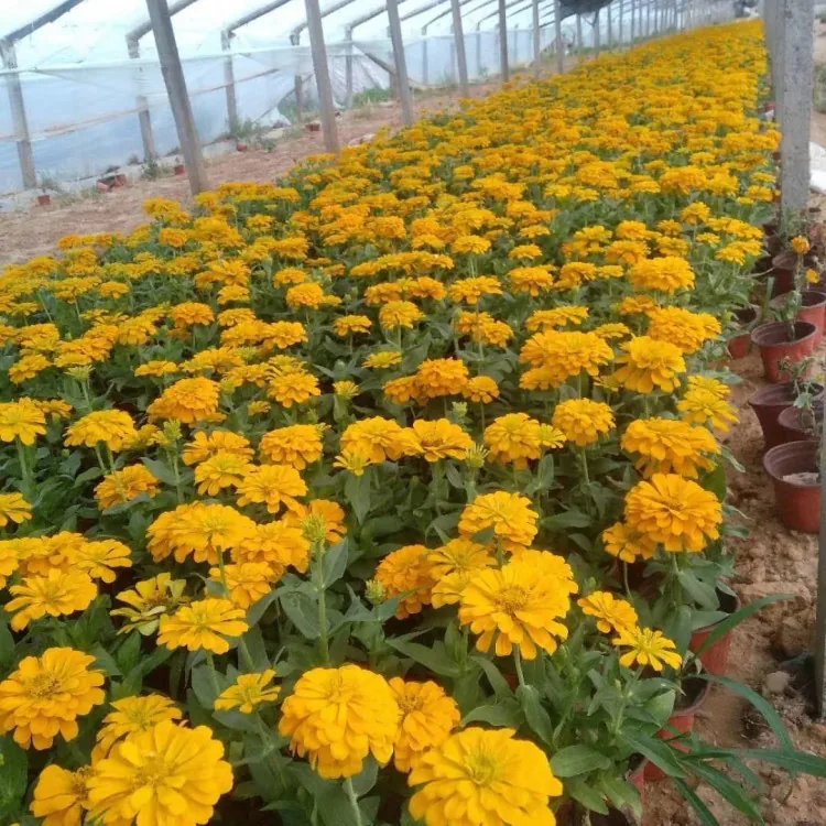 矮桿<a href='http://njszjj.com/caohuazhongzi/1020.html' target='_blank'>百日草</a>杯苗容器苗