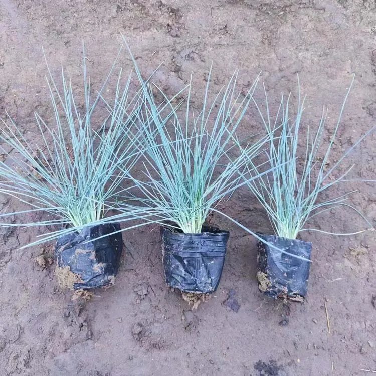 藍羊茅杯苗容器苗