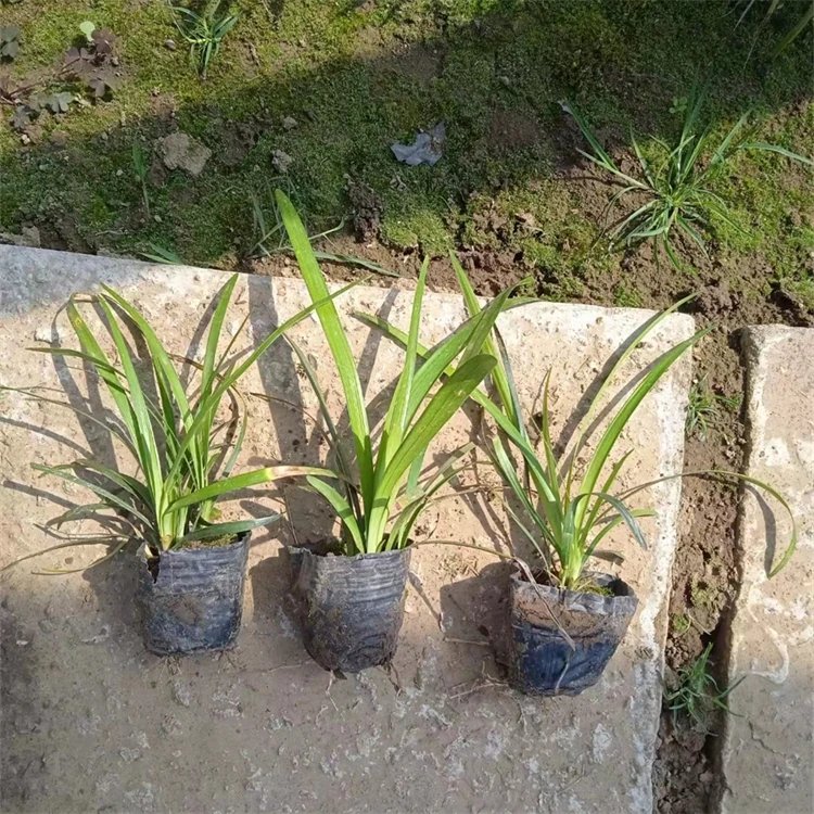 蘭花<a href='http://njszjj.com/yaocaizhongzi/2365.html' target='_blank'>三七</a>杯苗容器苗