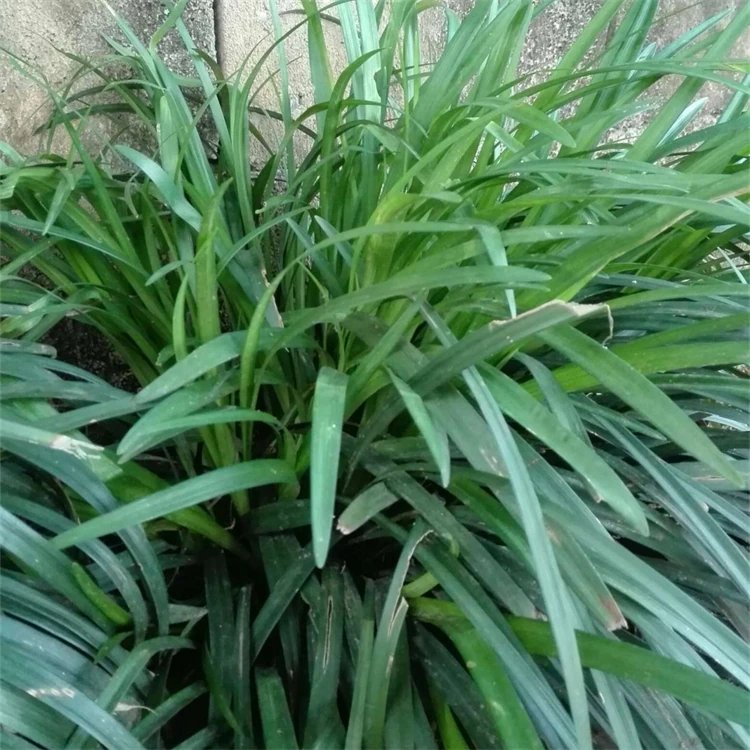 蘭花<a href='http://njszjj.com/yaocaizhongzi/2365.html' target='_blank'>三七</a>杯苗容器苗